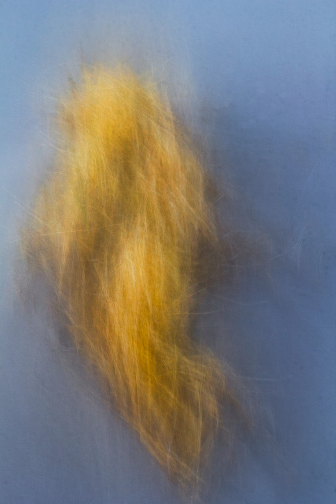 Yellow Streams Photography Art | Striped Moon Studios