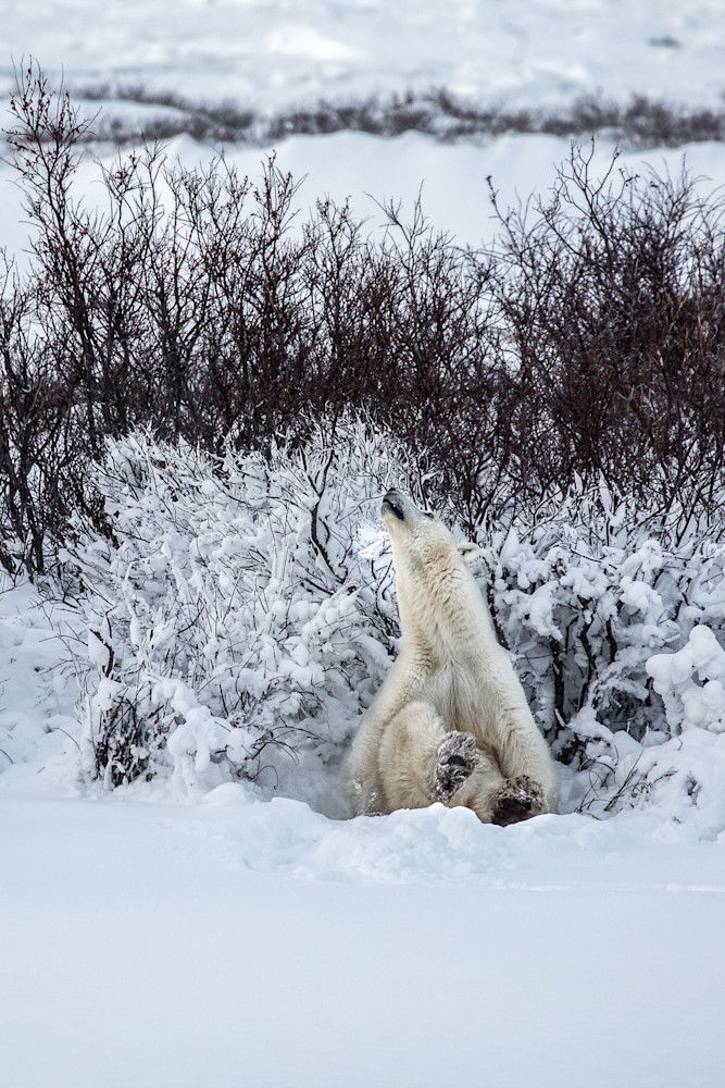 Polar Yoga Photography Art | Kim Clune, Photographer Untamed