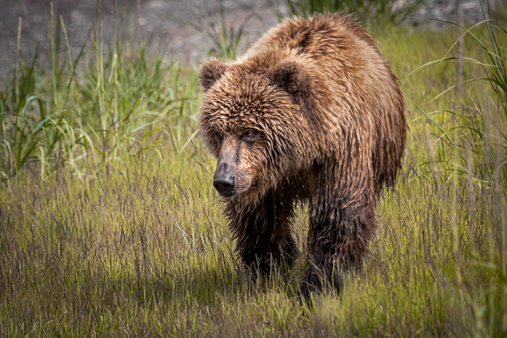 Kim Clune Photography: Bear Out for a Stroll