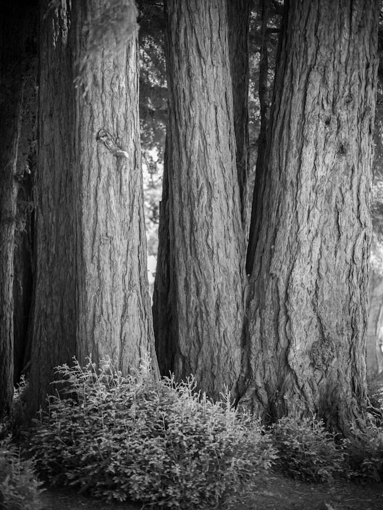 Portola Valley Dscf8573 1 Photography Art | John Todd Photographs