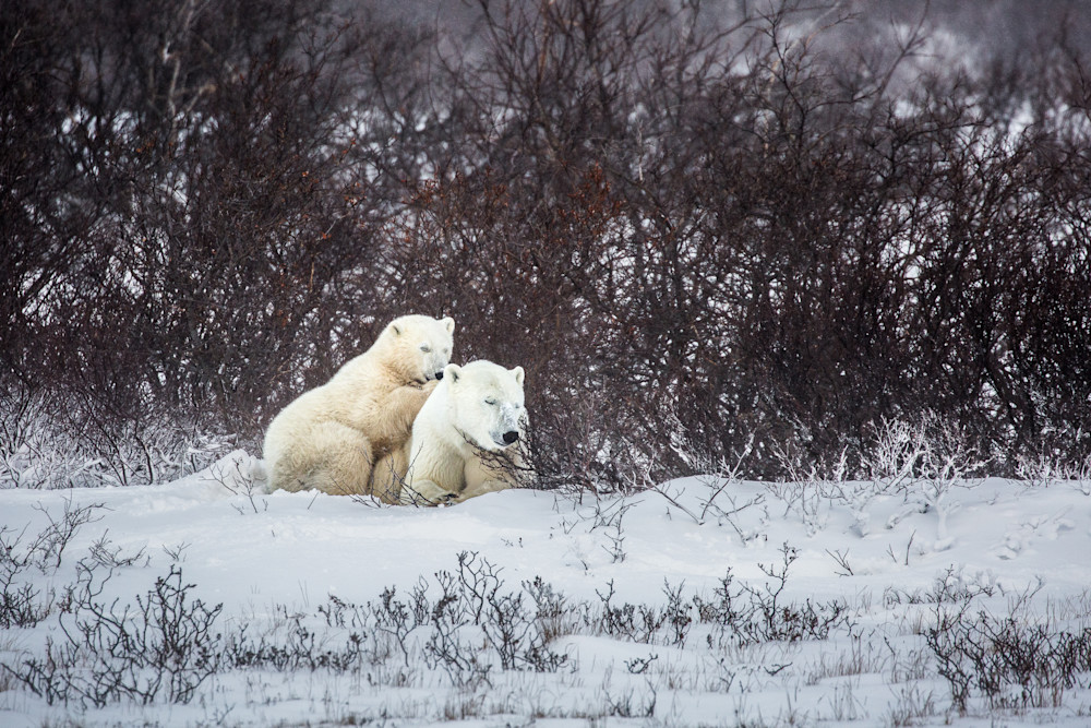 Snuggle Bears Photography Art | Kim Clune, Photographer Untamed