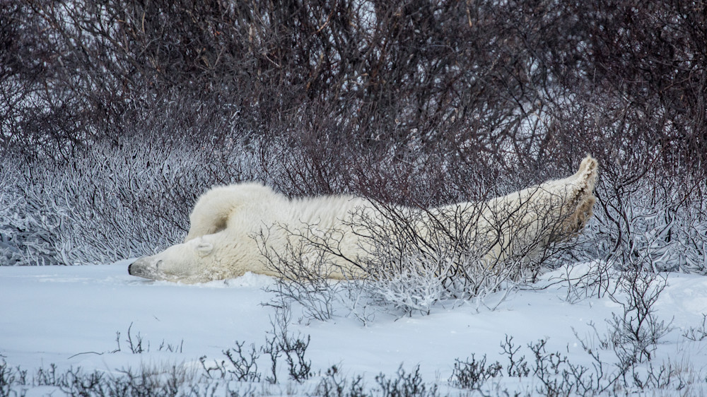 Kim Clune Photography: Polar Stretch