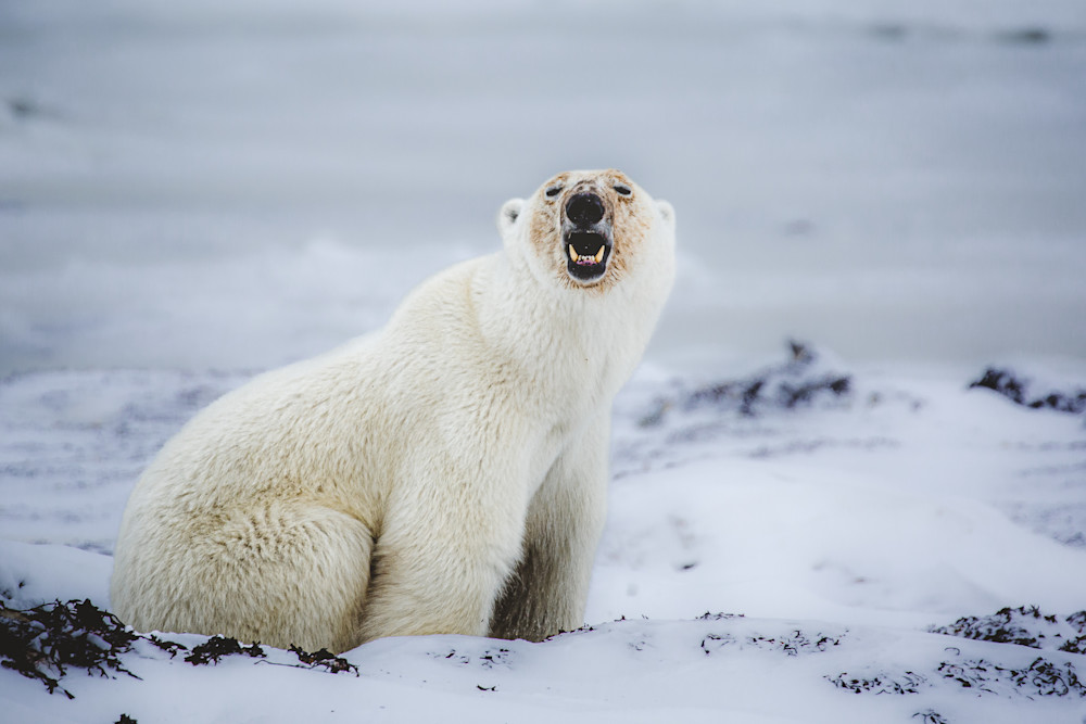 Cheese! Photography Art | Kim Clune, Photographer Untamed