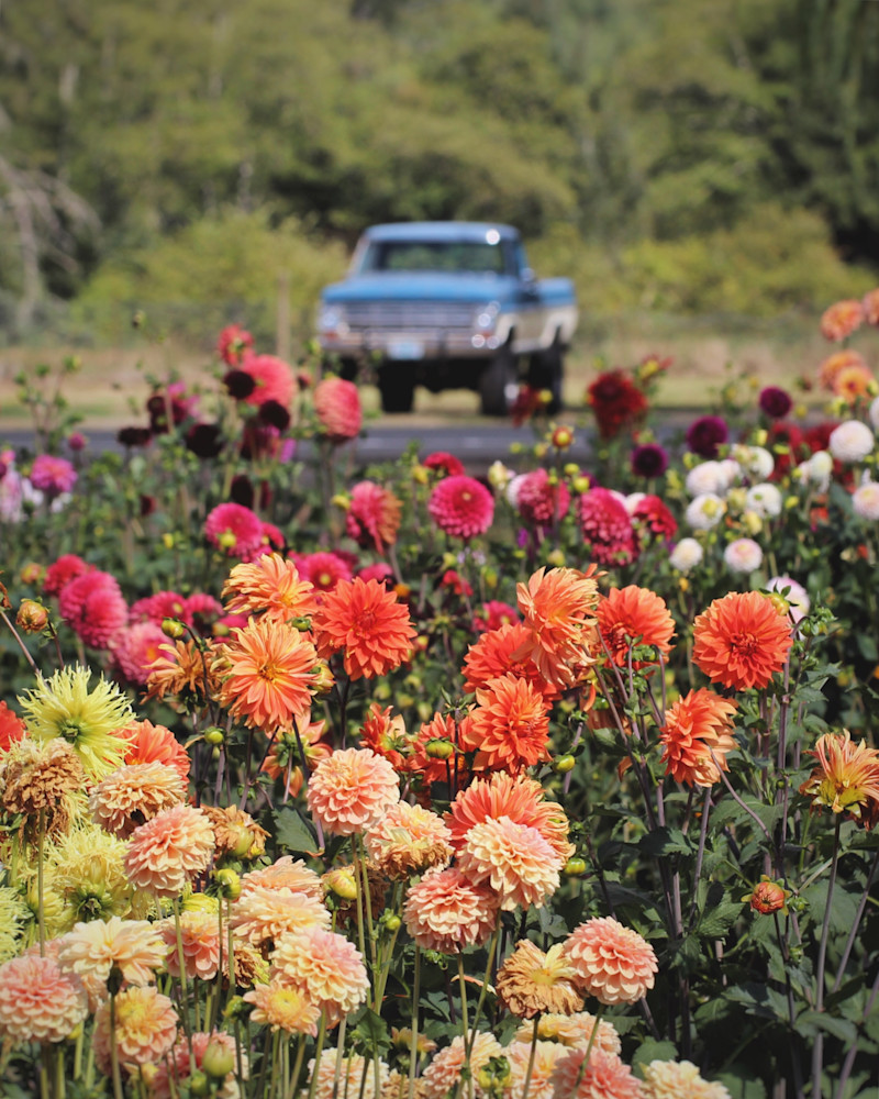 Dahlia Flower Farm Blue Truck Photography Art | Nicole Peloquin Photography LLC