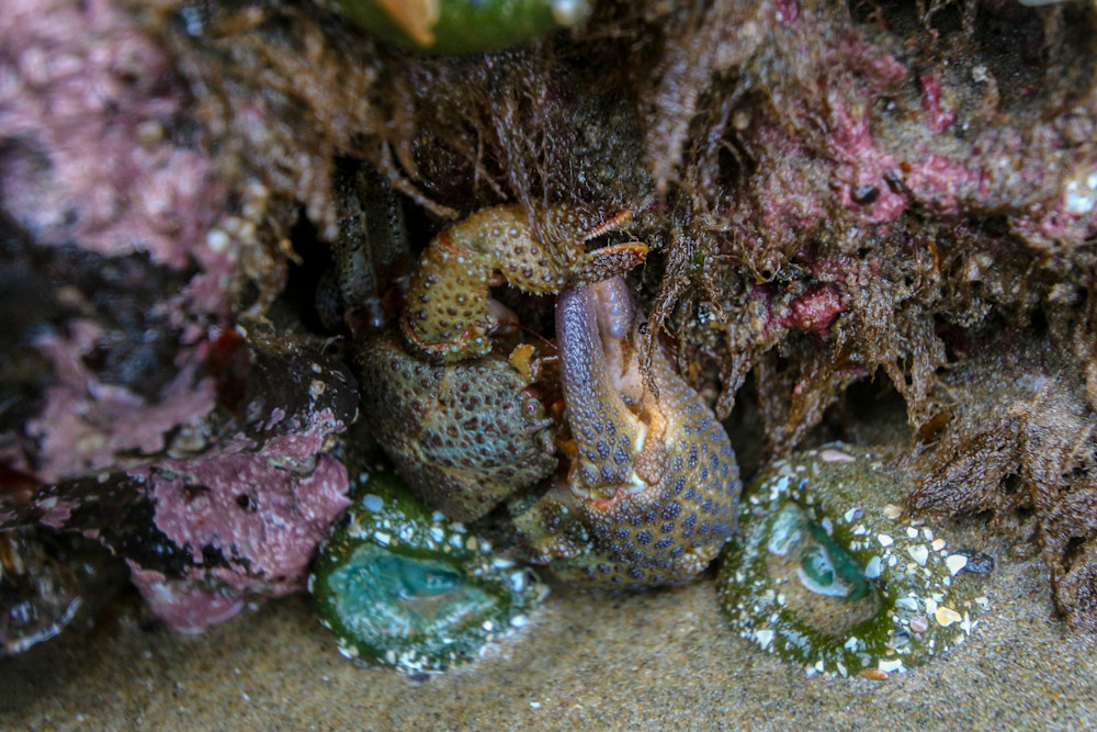 Granular Claw Crab Photography Art | Nicole Peloquin Photography LLC