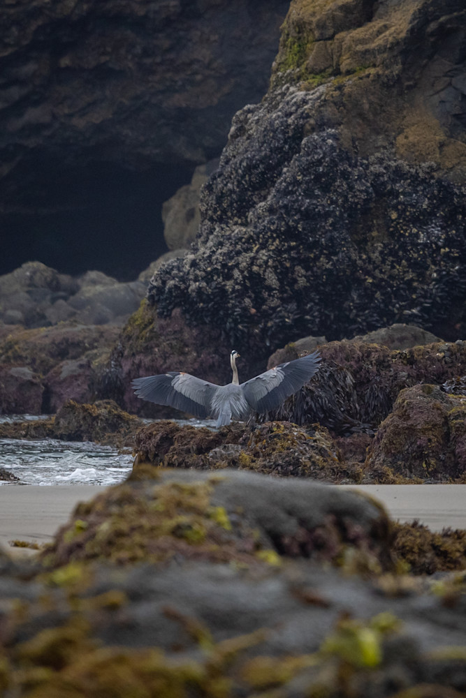 Blue Heron Wingspan Photography Art | Nicole Peloquin Photography LLC