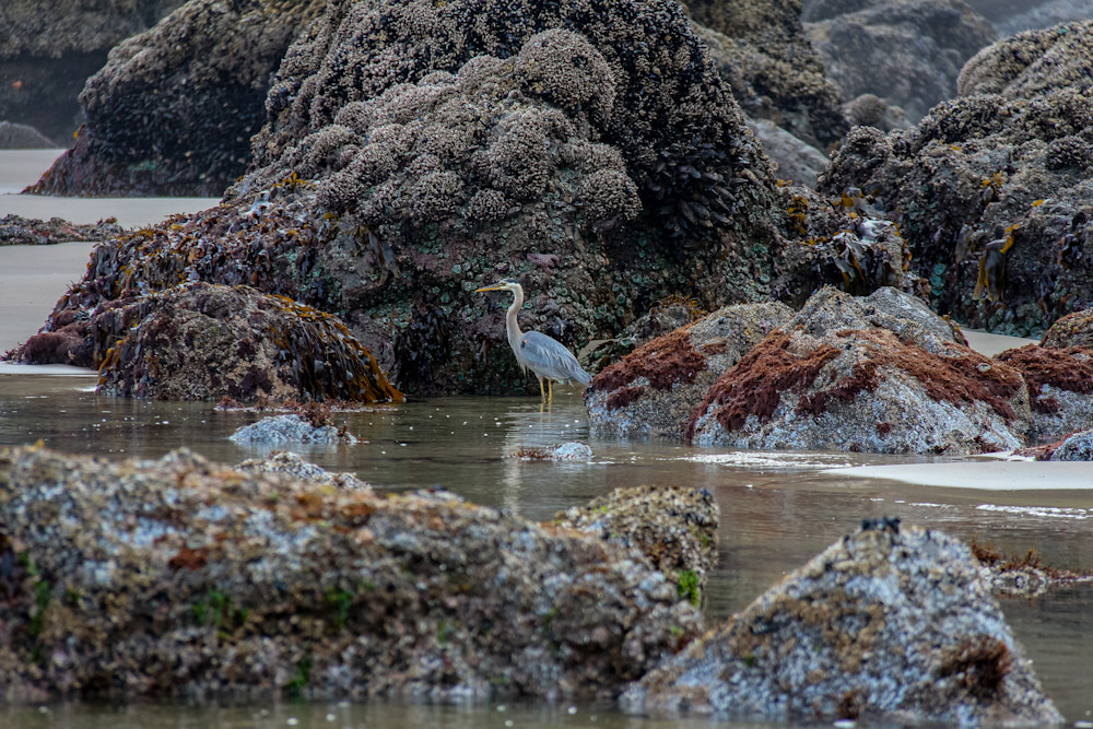 Great Blue Heron At Low Tide Photography Art | Nicole Peloquin Photography LLC
