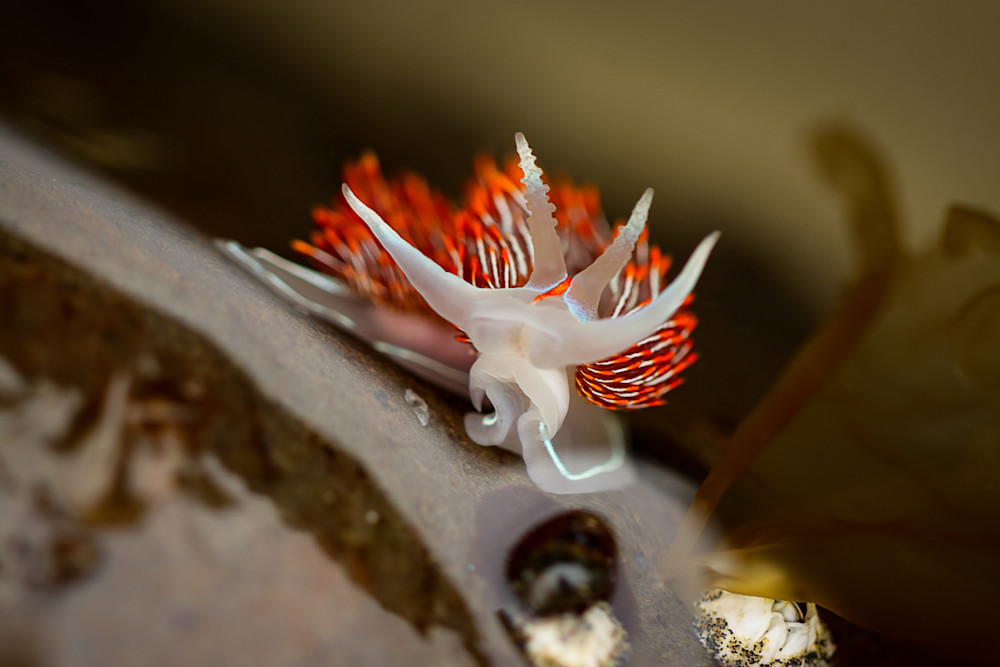 Thick Horned Nudibranch Face Photography Art | Nicole Peloquin Photography LLC