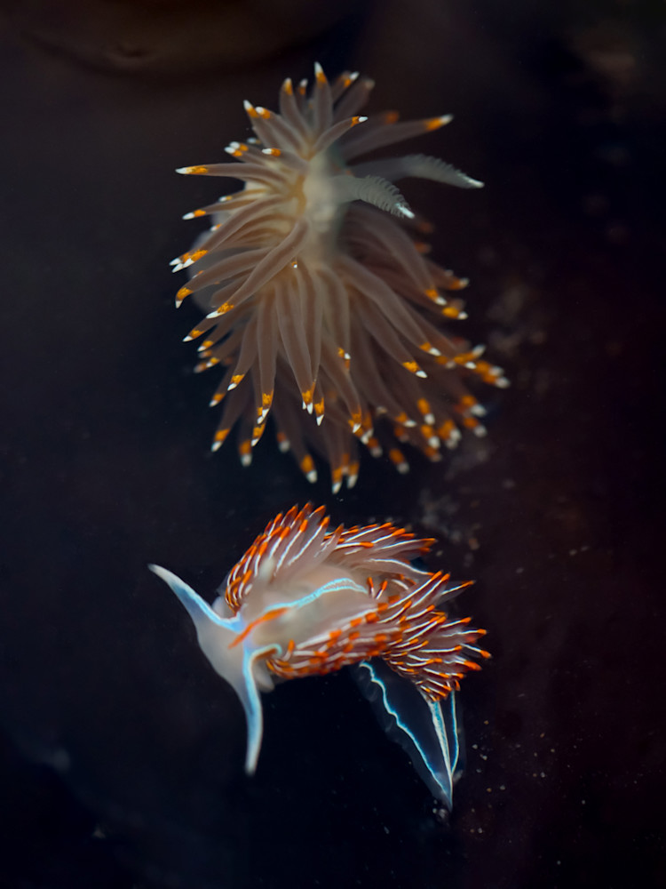 Nudibranch Pair Photography Art | Nicole Peloquin Photography LLC