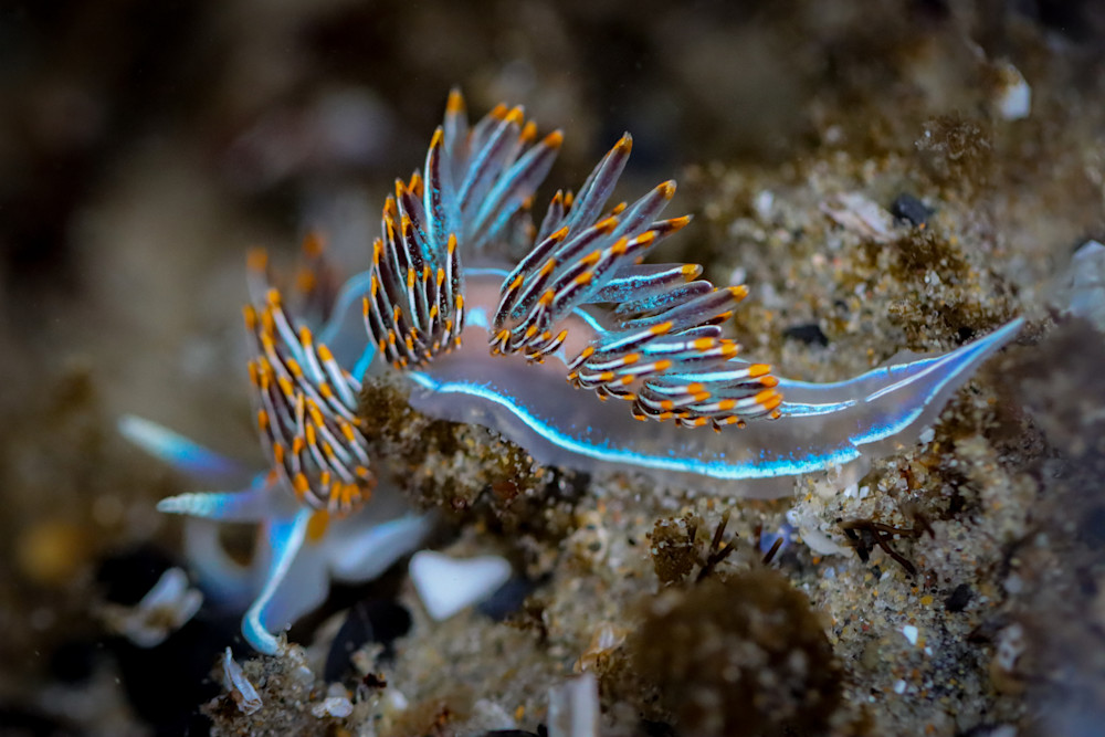 Electric Blue Thick Horned Nudibranch Photography Art | Nicole Peloquin Photography LLC