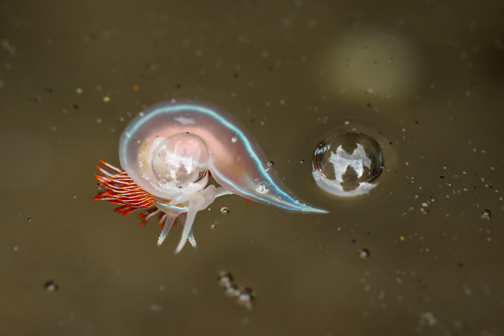Nudibranch Bubble Hug Photography Art | Nicole Peloquin Photography LLC