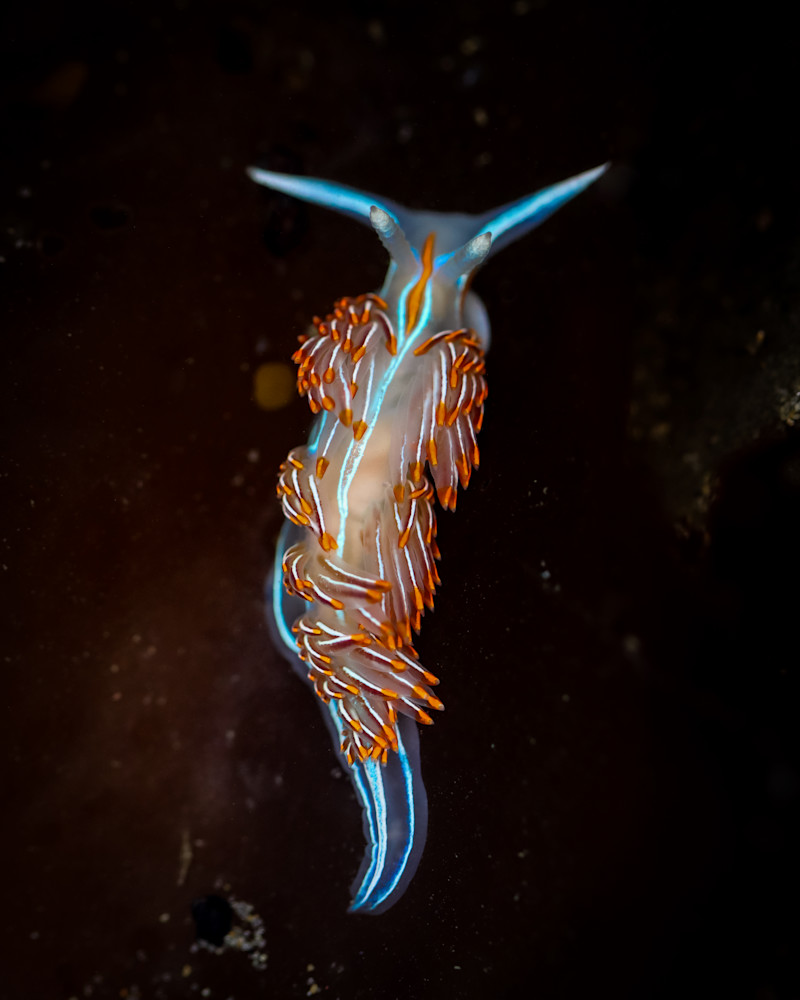 Thick Horned Nudibranch  Photography Art | Nicole Peloquin Photography LLC