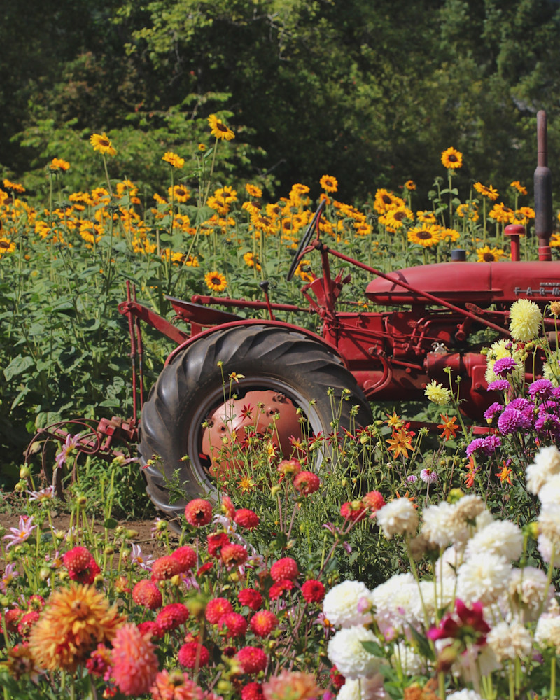Dahlia Farm Red Tractor Photography Art | Nicole Peloquin Photography LLC