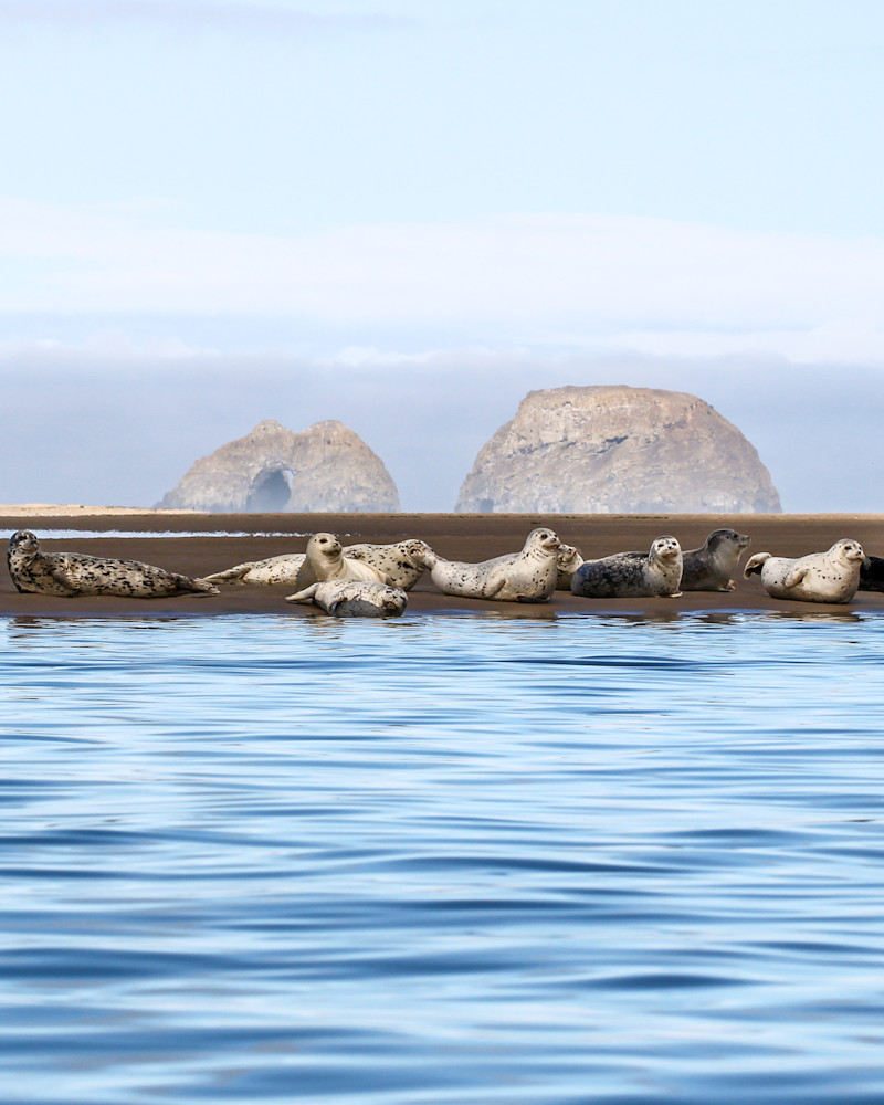 Harbor Seals On Netarts Bay, Portrait Photography Art | Nicole Peloquin Photography LLC