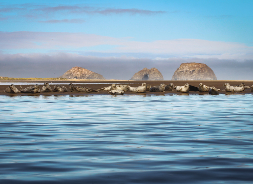 Harbor Seals On Netarts Bay Photography Art | Nicole Peloquin Photography LLC