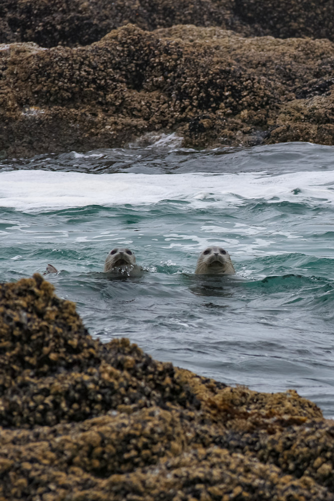 Harbor Seals Pair Photography Art | Nicole Peloquin Photography LLC