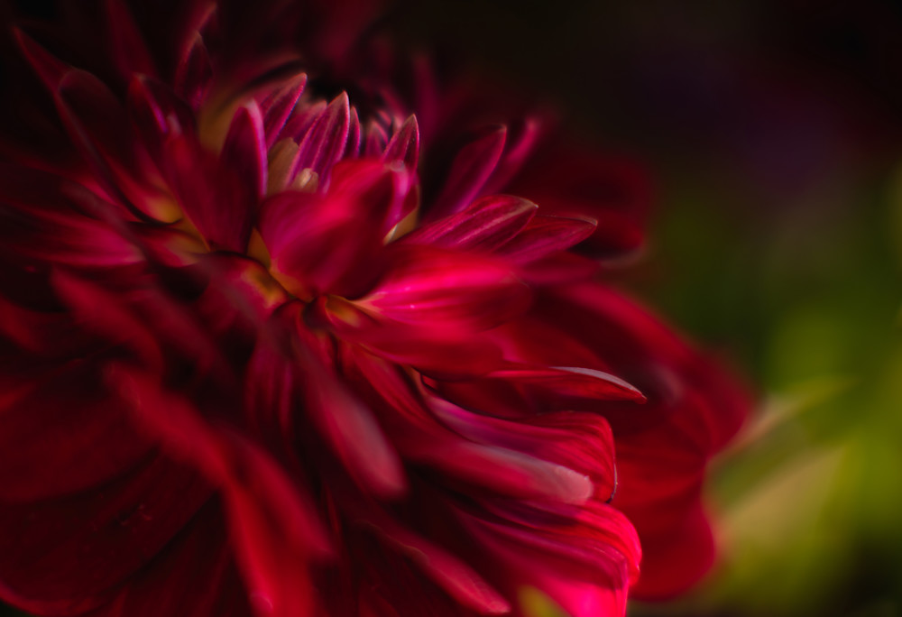 Stunning Fine Art Photograph of a red Dahlia by Sally Halvorsen.  Available on metal, canvas, paper, and more.