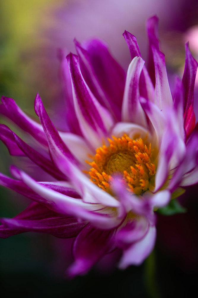 Stunning Fine Art Photography of a pink dahlia by Sally Halvorsen.  Prints are available on metal, canvas, paper, and more.