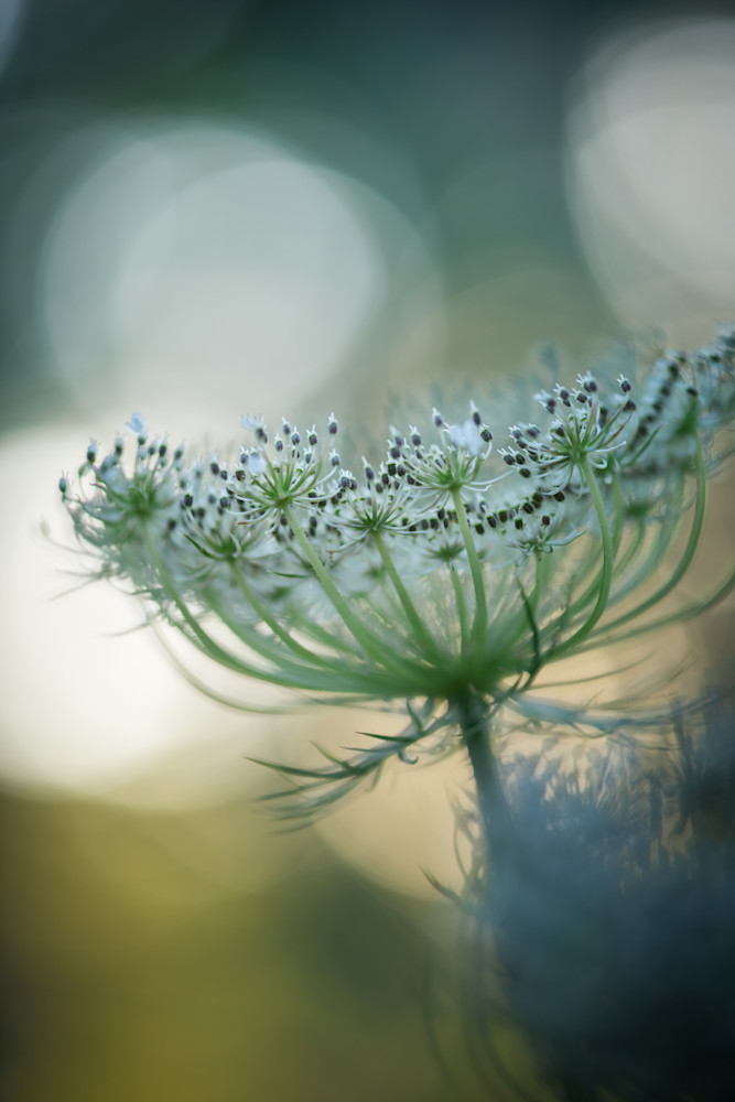 Queen Anne's Lace Fine Art Print by Sally Halvorsen; available in Canvas, Metal, and more.
