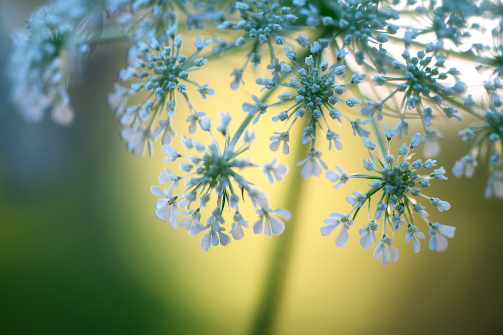 Artsy Queen Anne's Lace Fine Art Print by Sally Halvorsen; available on Canvas, Metal, and more.