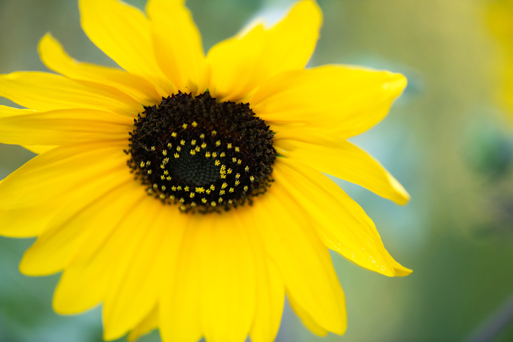 Sunflower Fine Art Print by Sally Halvorsen; available on Canvas, Metal, and more.