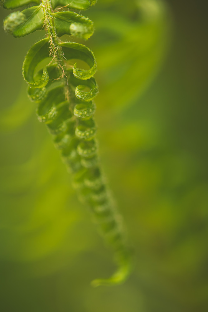 Pacific NW Fern Fine Art Photography - By Sally Halvorsen, available on Canvas, Metal, and more.
