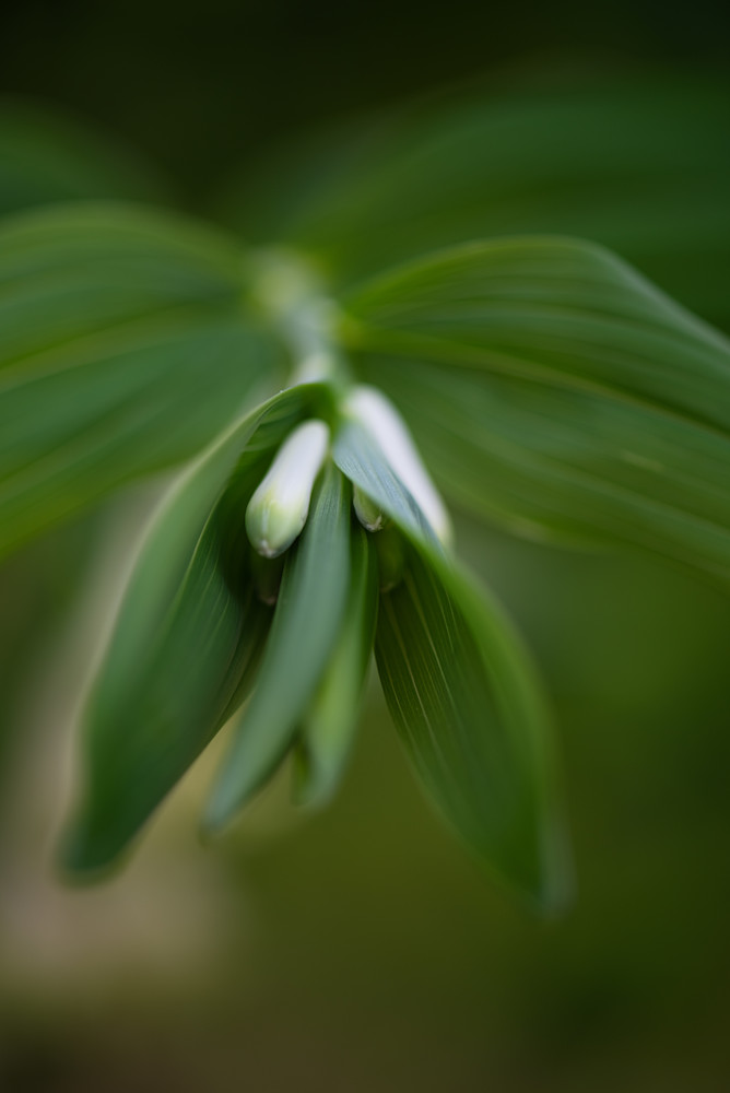 King Solomon's Seal Fine Art Print-By Sally Halvorsen; available on Canvas, Metal, and more