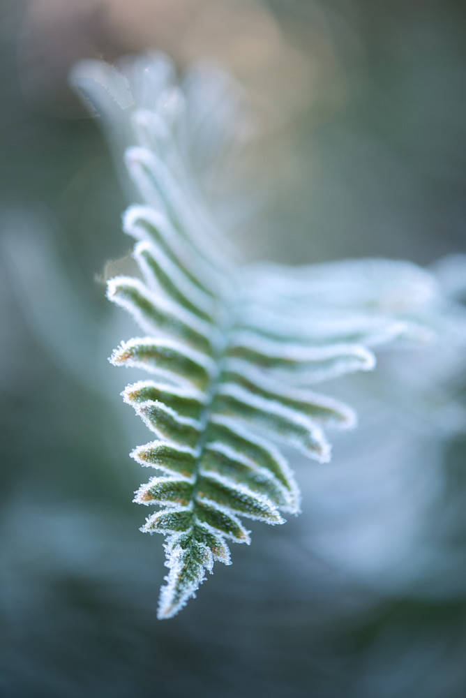 Frosted Ferns of the PNW Fine Art Prints-By Sally Halvorsen-available on canvas, metal and more