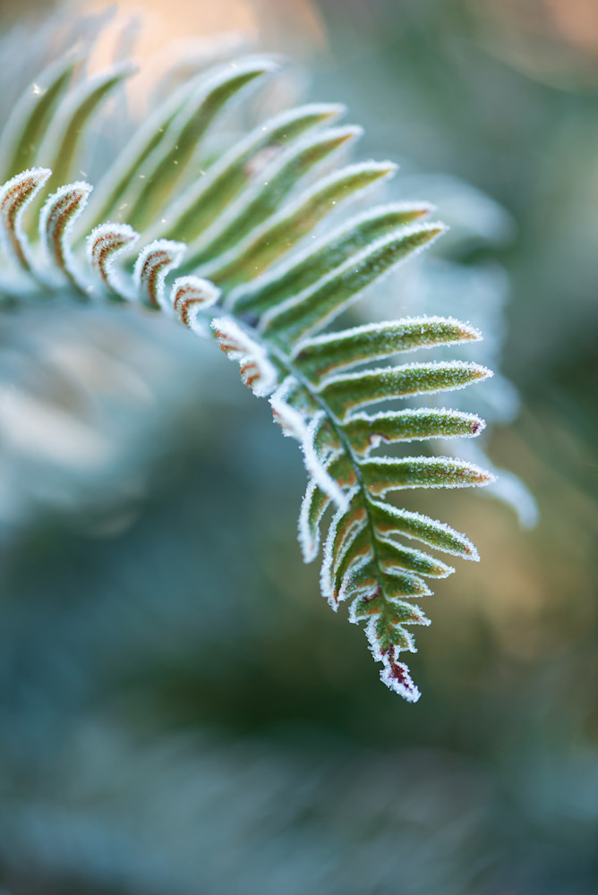Frosted PNW Fern Photograph - By Sally Halvorsen - Prints available on Canvas, Metal, and more.