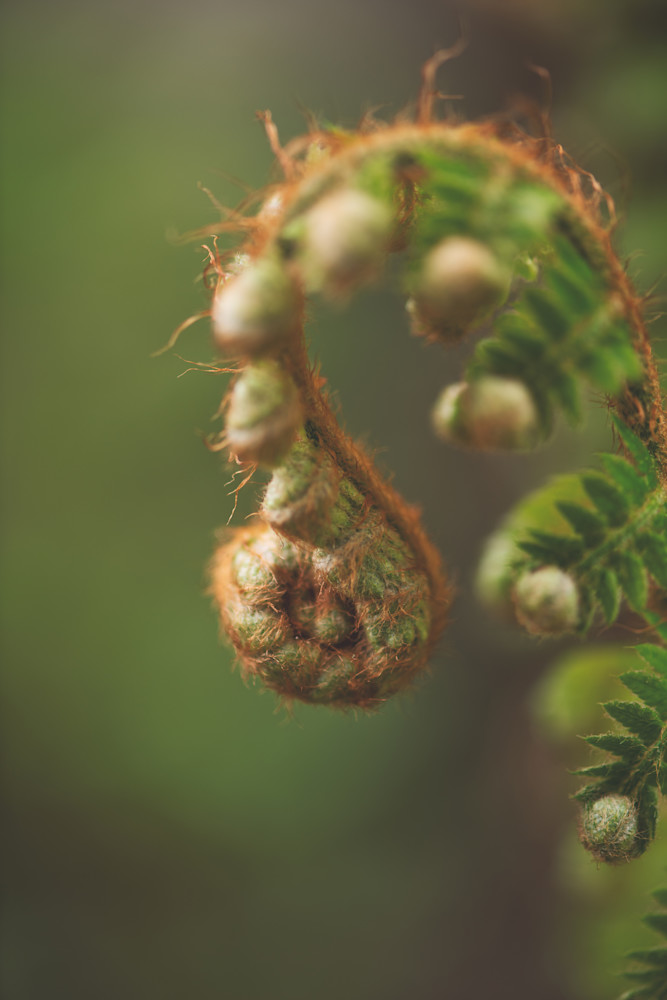Hollyfern Fine Art Print-By Sally Halvorsen; available in Canvas, Metal, and more.