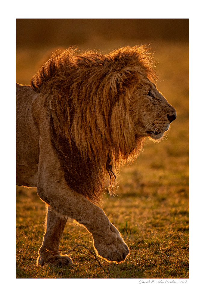Legendary Lion   Signed 2019 Photography Art | Carol Brooks Parker Fine Art Photography