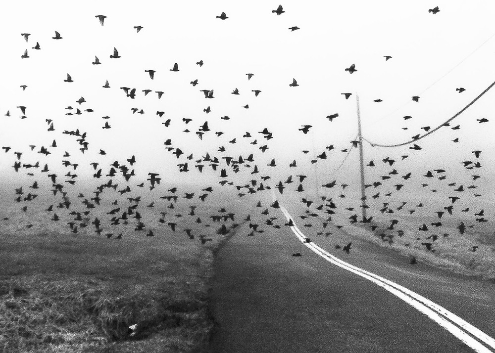 How Many Black Birds Art | Ken Evans Fine Art Photography