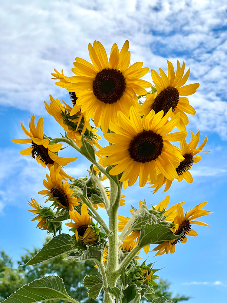 Sunflower 2 Photography Art | Connie Villa Photography