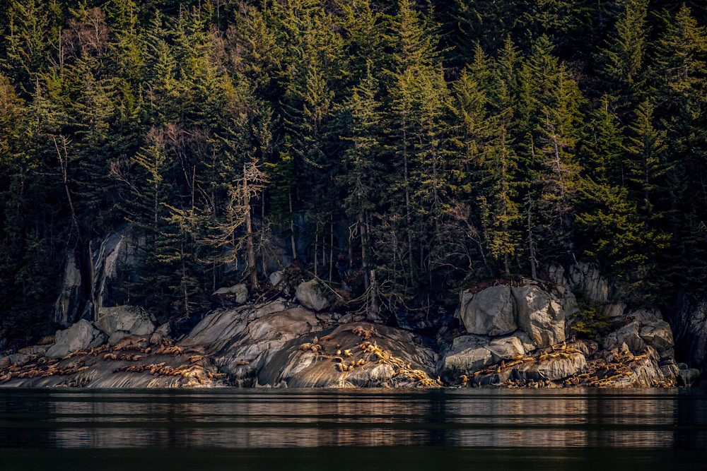 Sea Lion Rock Photography Art | Kim Clune, Photographer Untamed