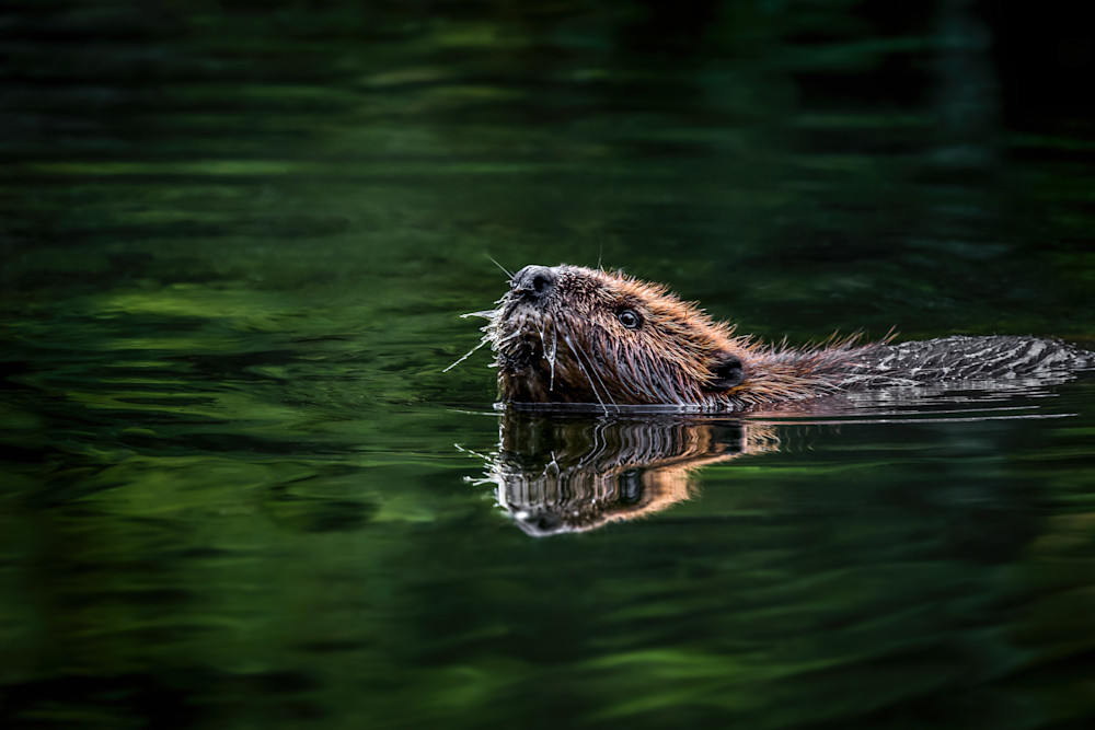 Beaver Bath Photography Art | Kim Clune, Photographer Untamed