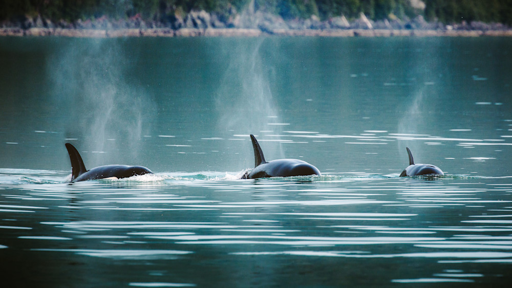 Kim Clune Photography: Orca Trio, Alaska