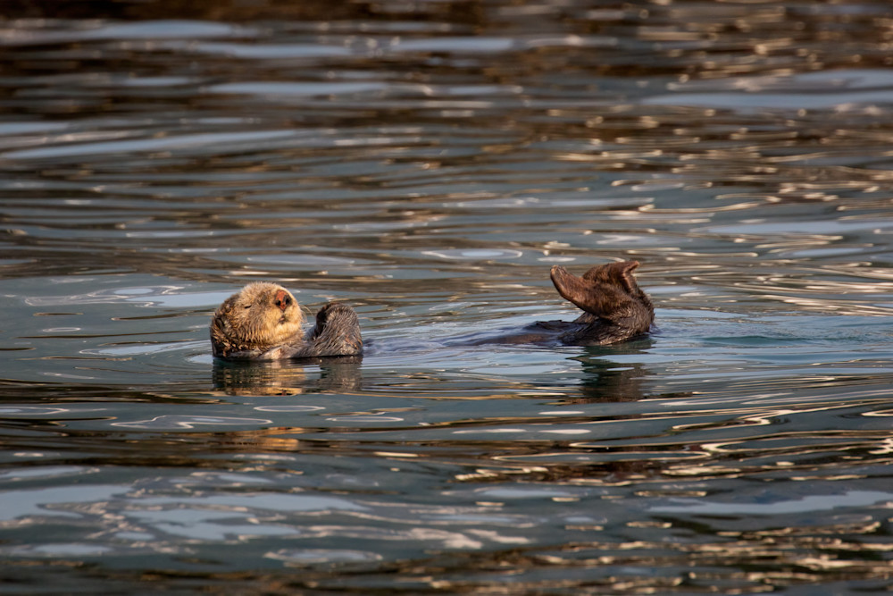 Otter Relaxation Photography Art | Kim Clune, Photographer Untamed