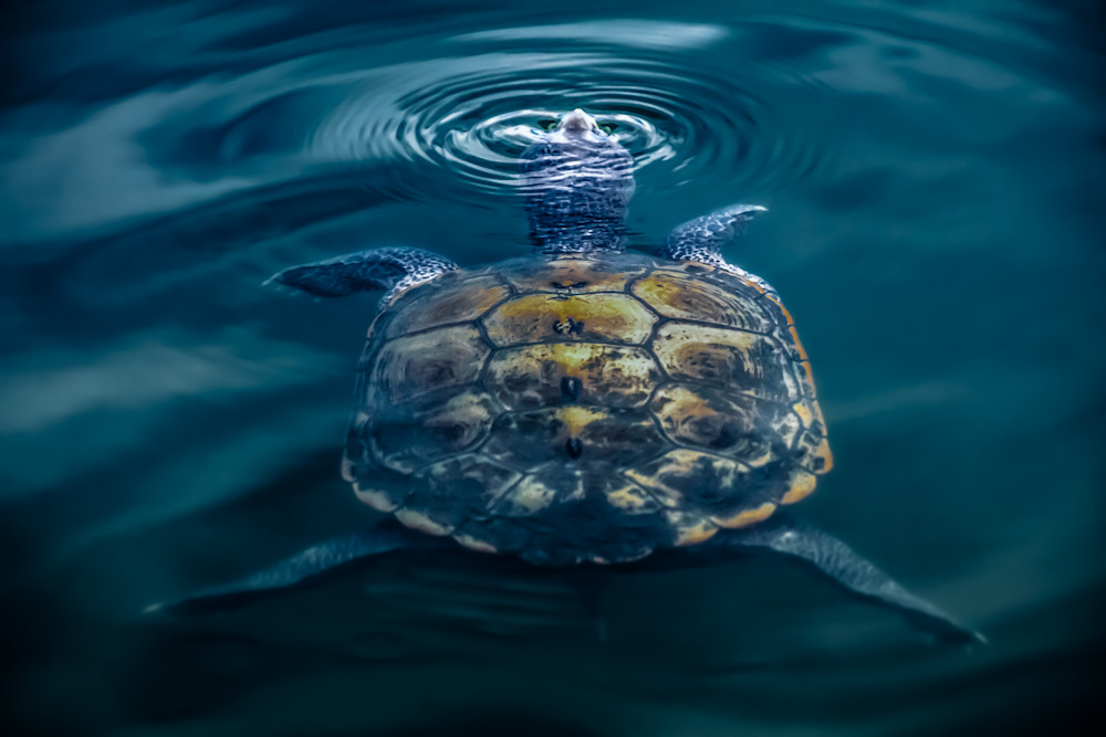 Turtle Island Photography Art | Kim Clune, Photographer Untamed
