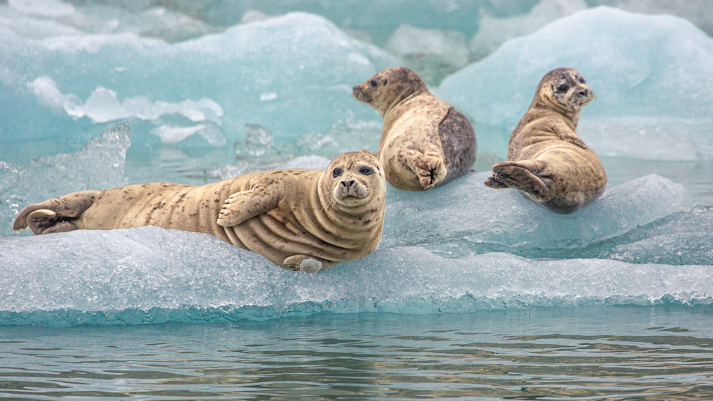 Seal Mates Photography Art | Kim Clune, Photographer Untamed