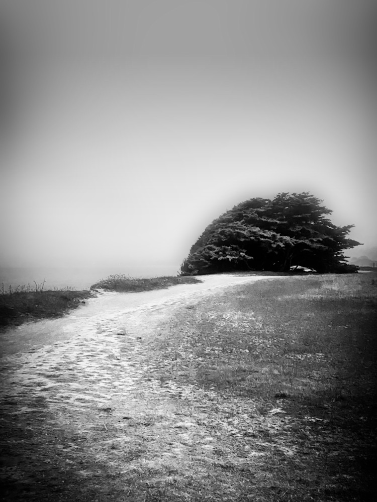 A Monterey Cypress is reduced to a crouching bush by the relentless offshore winds, atop a Half Moon Bay cliffside.