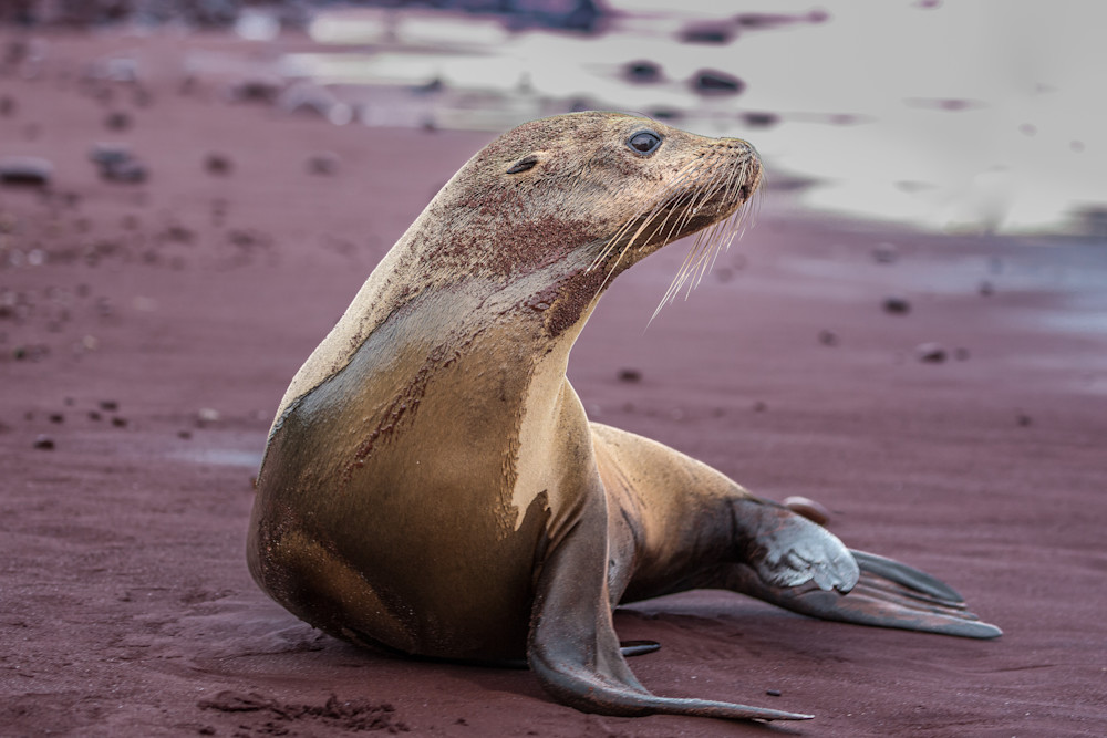 Red Sand Seal Photography Art | Kim Clune Photography