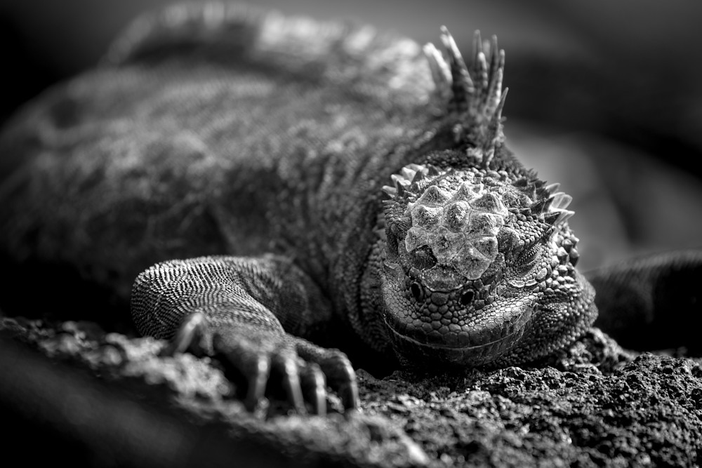 Sea Iguana In The Sun Photography Art | Kim Clune, Photographer Untamed