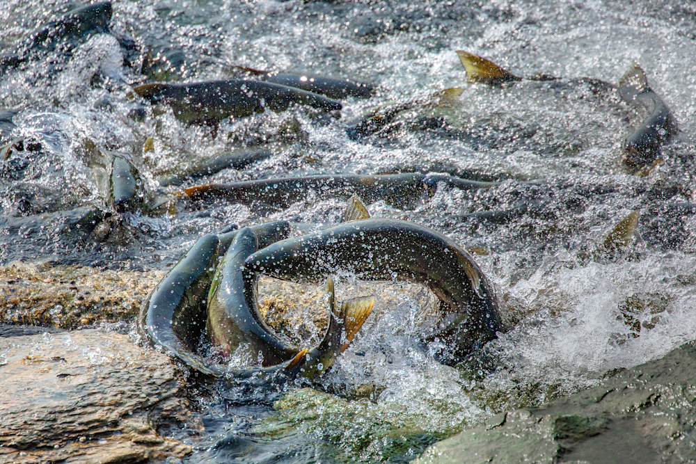 Salmon Spin Photography Art | Kim Clune, Photographer Untamed