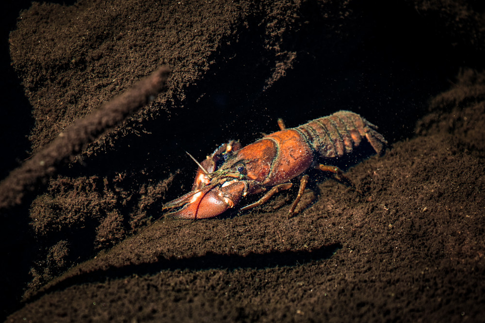 Crustacean In A Crevice  Photography Art | Kim Clune, Photographer Untamed