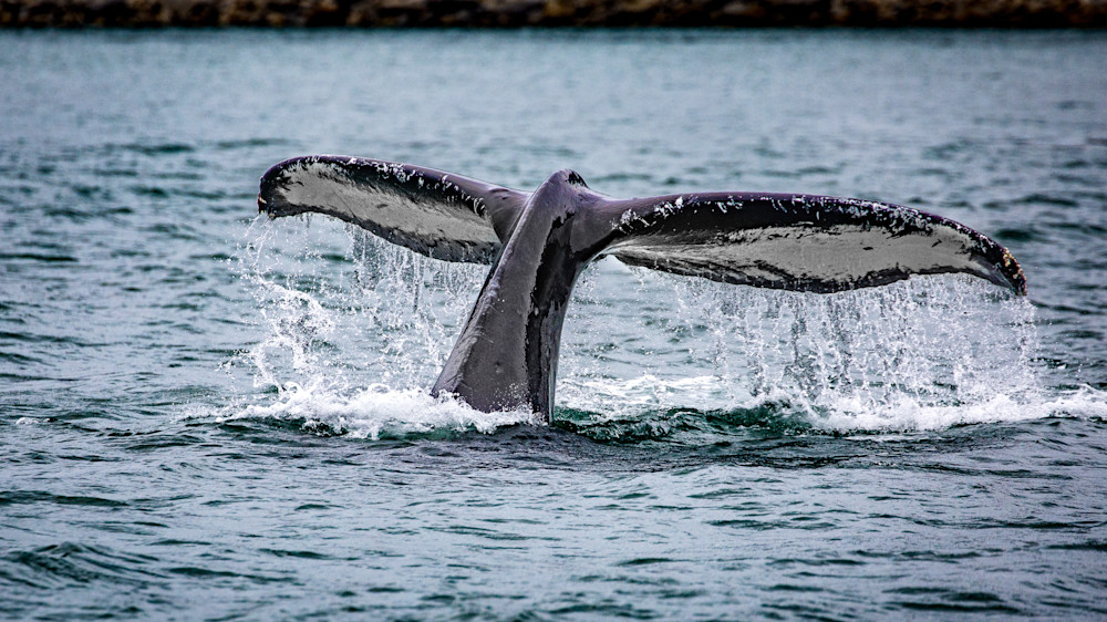 Whale Tail Photography Art | Kim Clune Photography