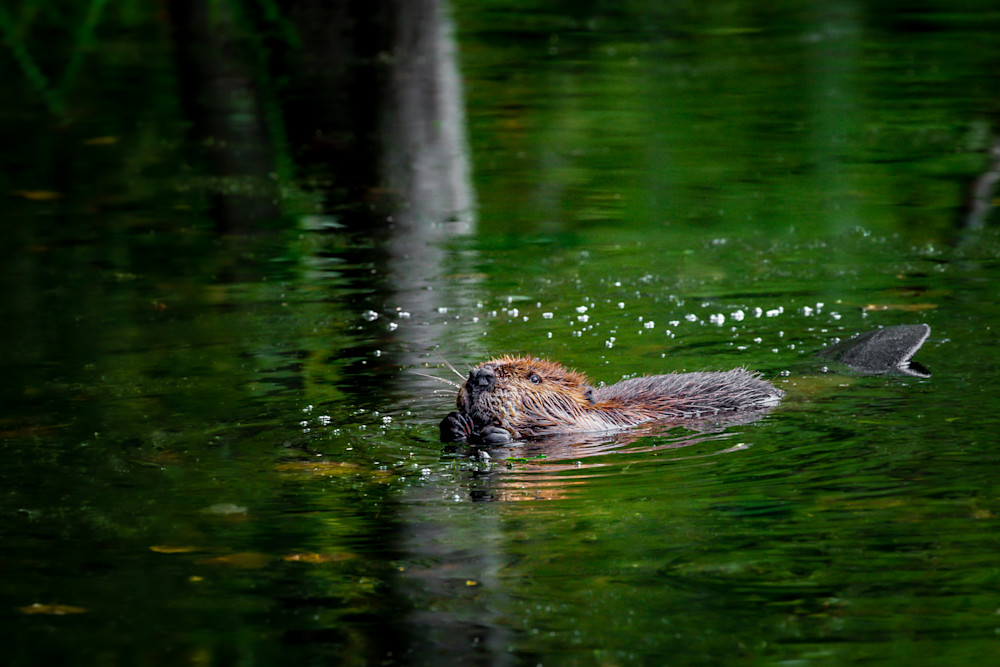 Beaver Bubbles Photography Art | Kim Clune, Photographer Untamed