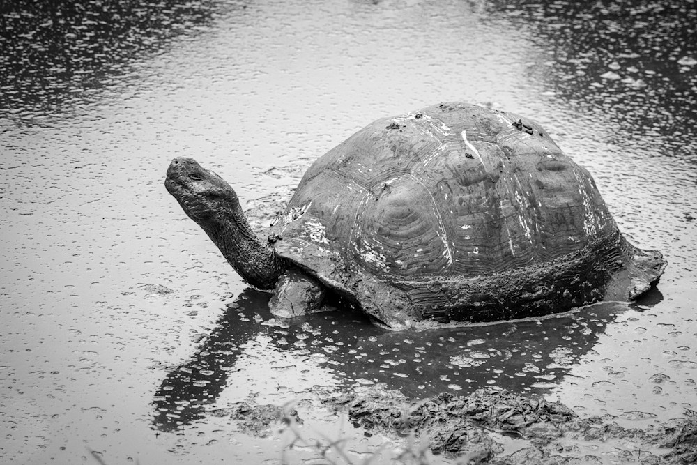 Enzel's Turtle Photography Art | Kim Clune, Photographer Untamed