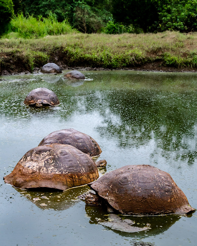Turtle Huddle Photography Art | Kim Clune, Photographer Untamed