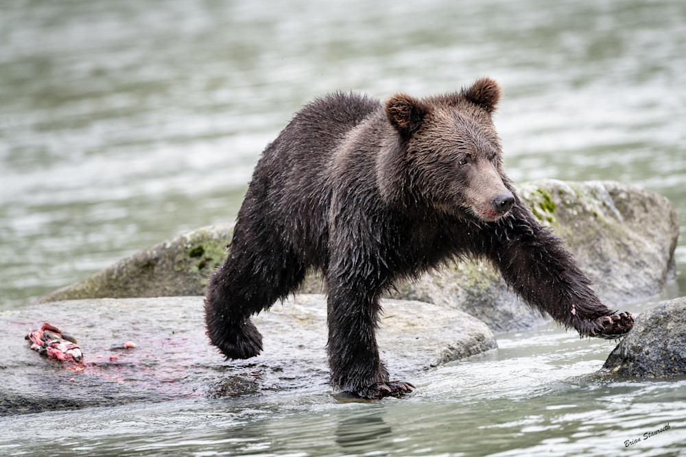 Finished With Breakfast Art | Alaska Wild Bear Photography