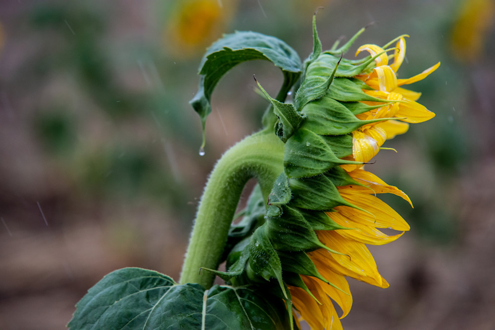 Soaking up the rain by Nathan McDaniel Photography